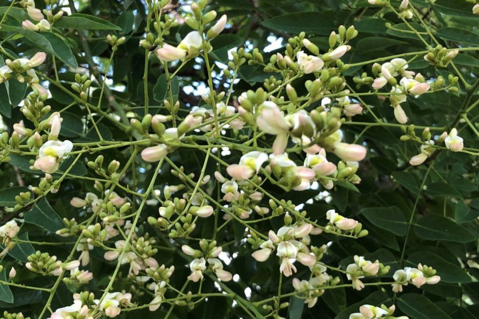 Sophora japonica_Famartin, CC BY-SA 4.0, via Wikimedia Commons