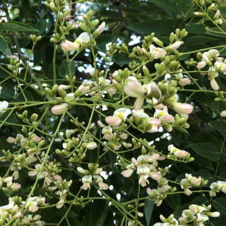 Sophora japonica_fleurs_photo de Famartin, CC BY-SA 4.0, via Wikimedia Commons