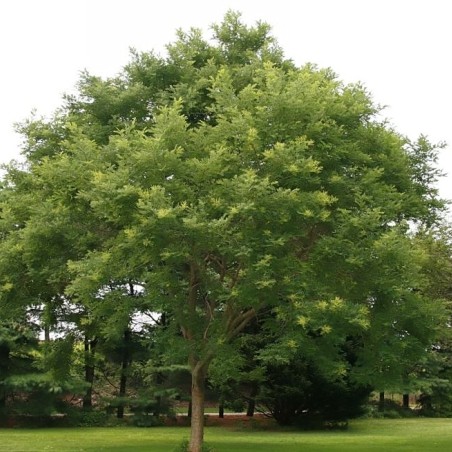 Sophora japonica_arbre_Photo by David J. Stang, CC BY-SA 4.0, via Wikimedia Commons