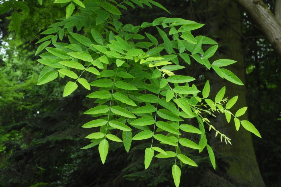 Sophora japonica_feuilles_photo de Baummapper, CC BY-SA 3.0 DE, via Wikimedia Commons