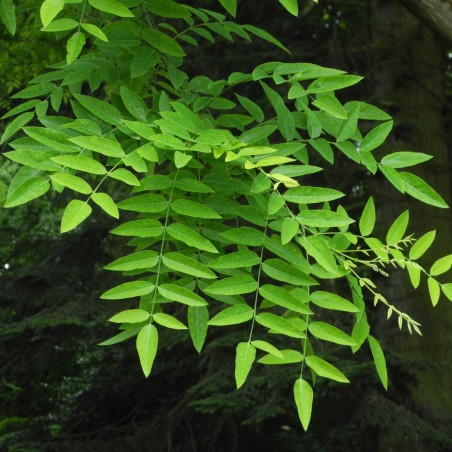 Sophora japonica_feuilles_photo de Baummapper, CC BY-SA 3.0 DE, via Wikimedia Commons