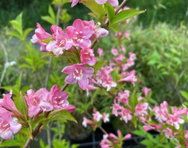 Roze weigelia — Weigela rosea