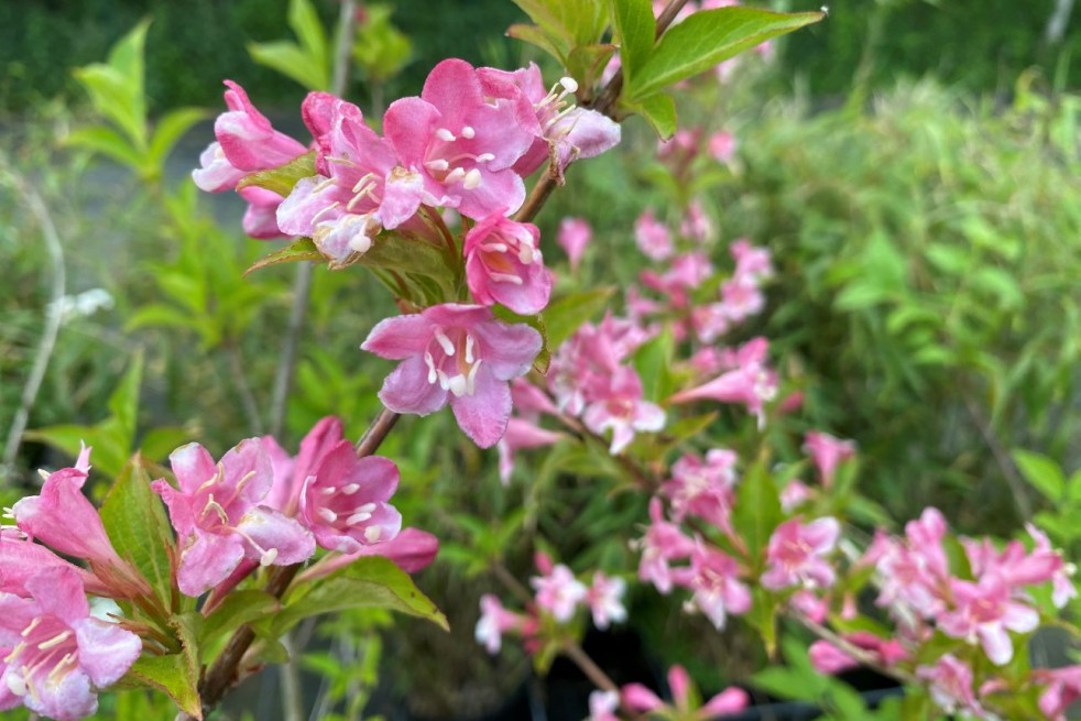 Rosa Weigelie — Weigela rosea