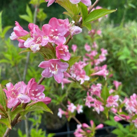 Pink Weigelia — Weigela rosea