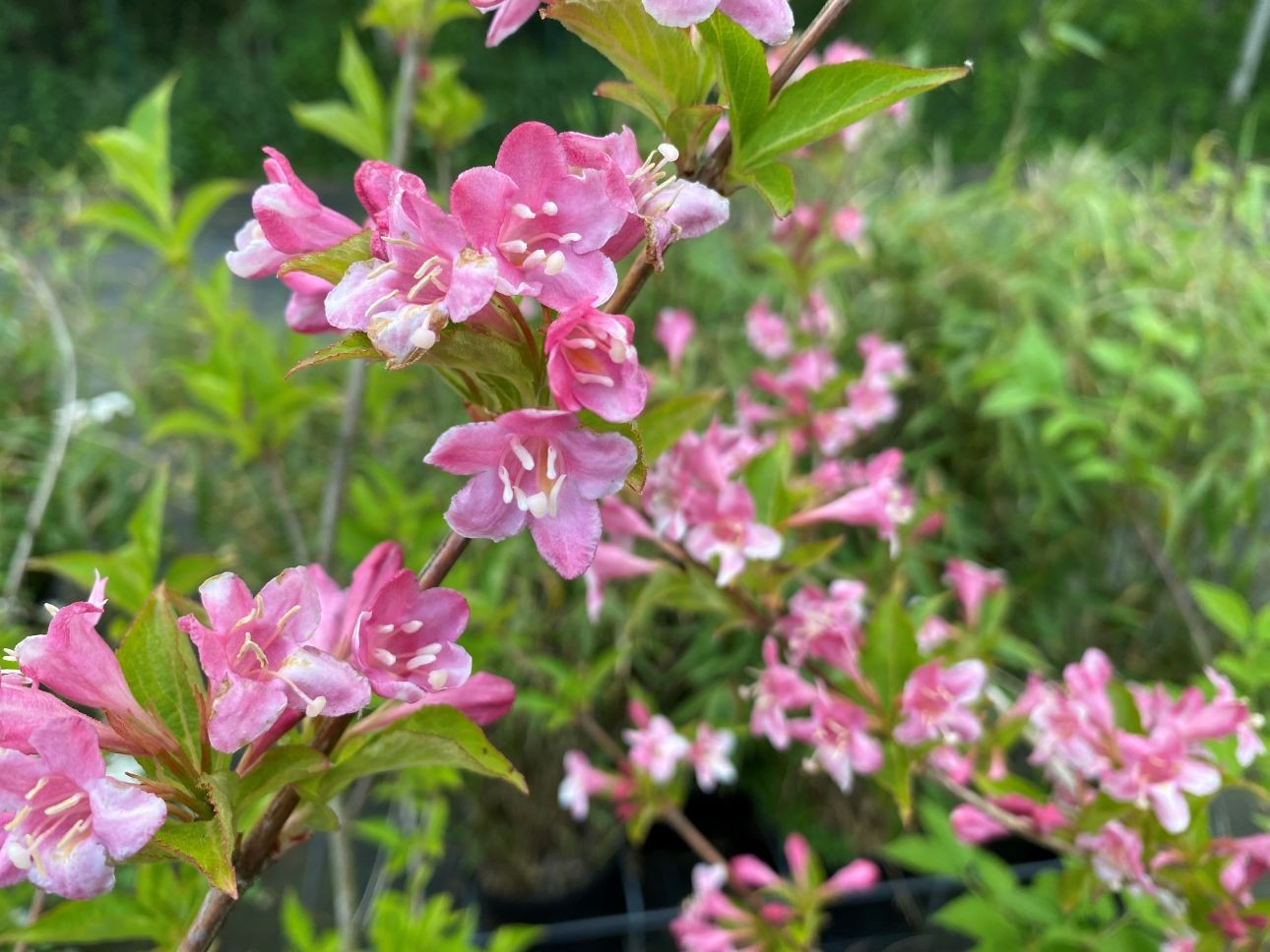 Pink Weigelia — Weigela florida rosea - 3 liter pot