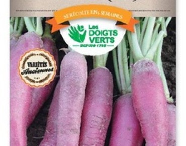 Seeds - Easter Rose Radish - Raphanus sativus