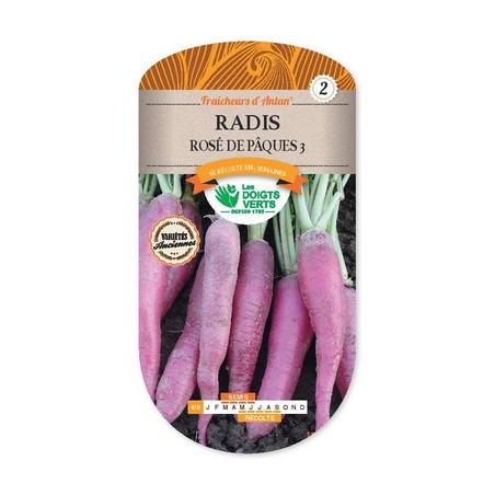 Semences - Radis rosé de Pâques - Raphanus sativus