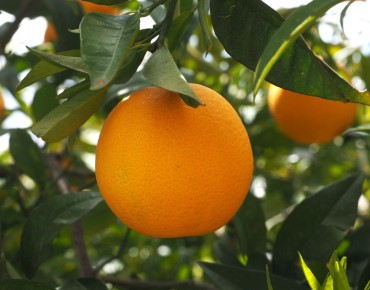 Sinaasappelboom Washington Navel - Citrus sinensis Washington Navel