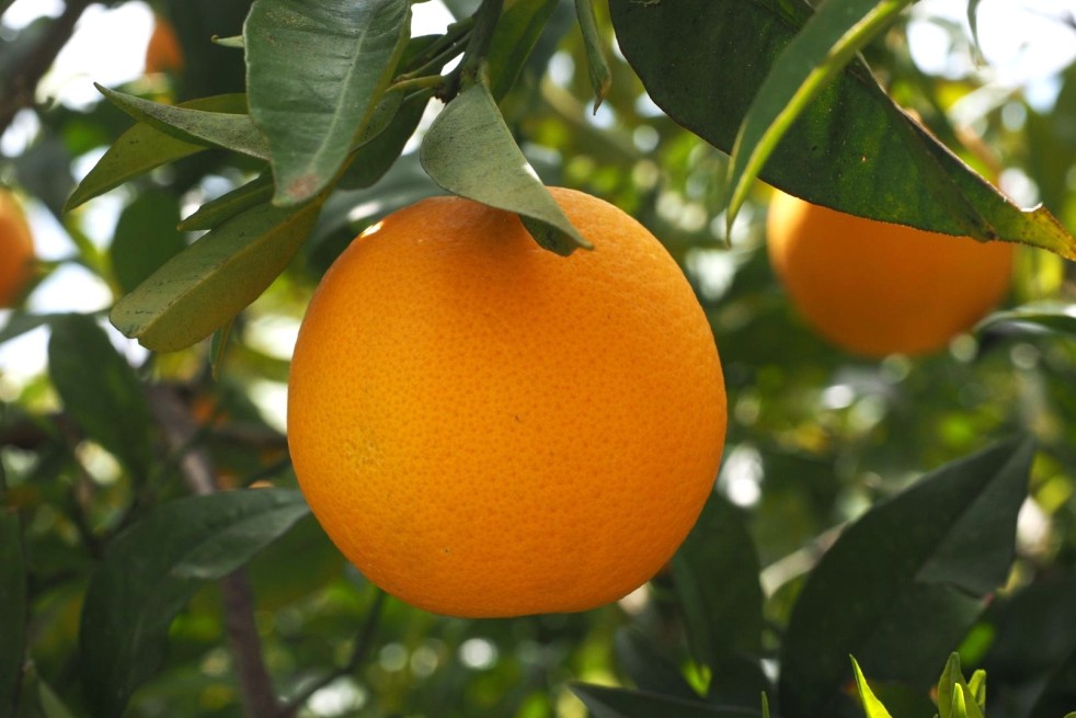 Orange Tree Washington Navel - Citrus sinensis Washington Navel