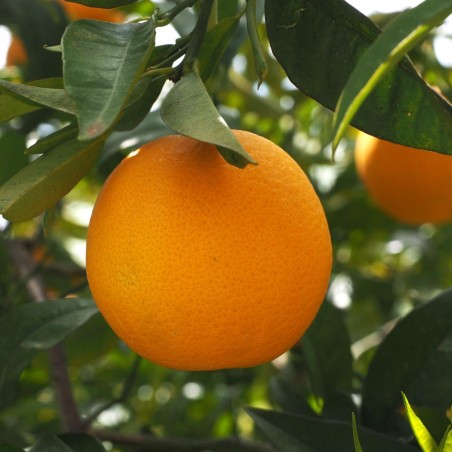 Orangebaum Washington Navel - Citrus sinensis Washington Navel
