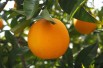 Sinaasappelboom Washington Navel - Citrus sinensis Washington Navel