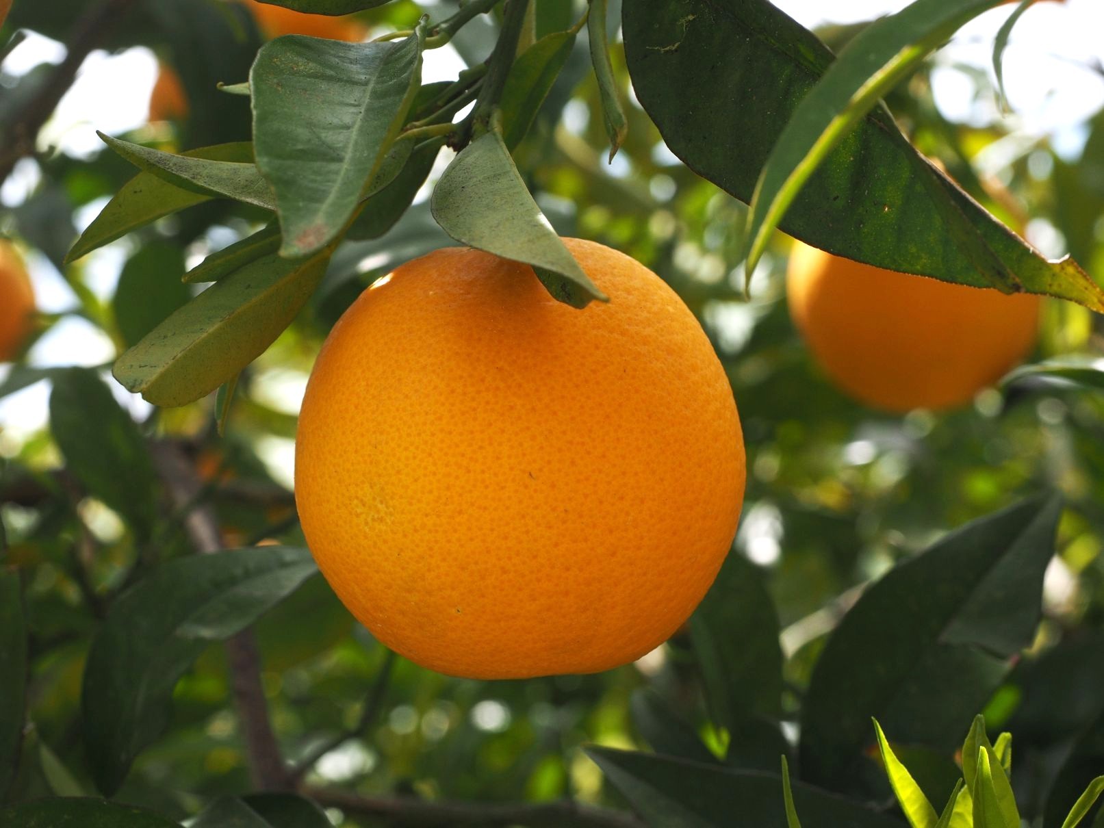 Orange Tree Washington Navel - Citrus sinensis Washington Navel