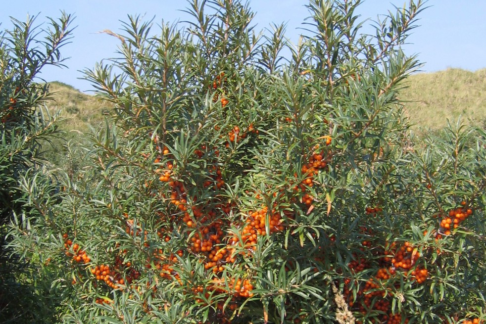Hippophae_rhamnoides(auteur:Svdmolen)(https://creativecommons.org/licenses/by-sa/3.0/legalcode.fr)