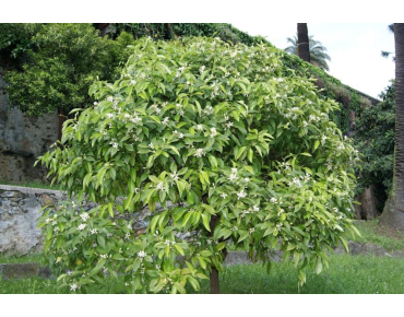 Orange Tree Washington Navel - Citrus sinensis Washington Navel