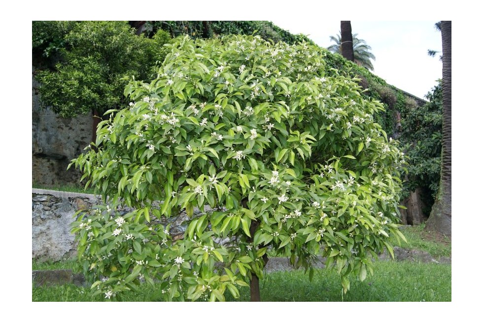 Orange Tree Washington Navel - Citrus sinensis Washington Navel