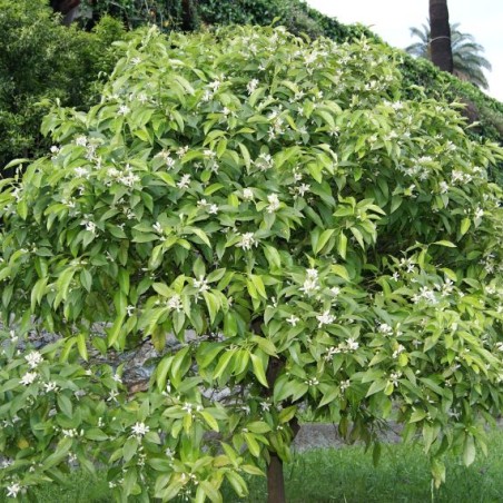Orangebaum Washington Navel - Citrus sinensis Washington Navel