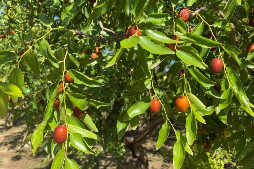 Chinese dadelboom Abundance – Ziziphus jujuba ‘Abundance’- Jardins du Monde be