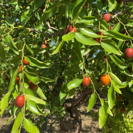 Chinesische Dattel ‘Abundance’ – Ziziphus jujuba ‘Abundance’- Jardins du Monde be