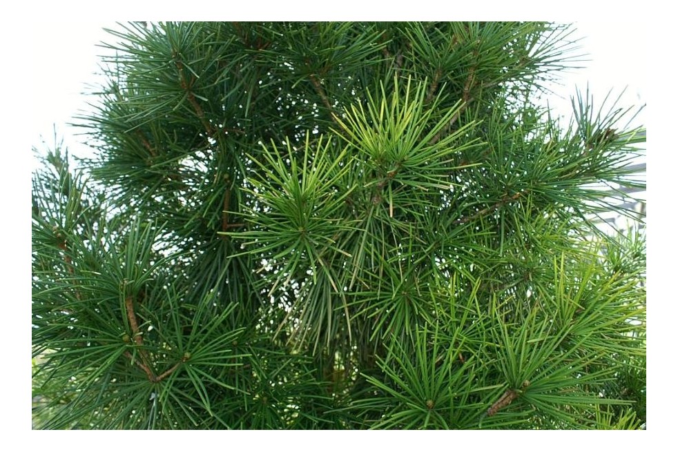 Photo by David J. Stang, CC BY-SA 4.0, via Wikimedia Commons - Schirm‑Tanne – Sciadopitys verticillata