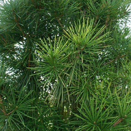 Photo by David J. Stang, CC BY-SA 4.0, via Wikimedia Commons – Sciadopitys verticillata- Jardins du Monde be