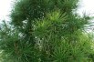 Photo by David J. Stang, CC BY-SA 4.0, via Wikimedia Commons  – Sciadopitys verticillata- Jardins du Monde be