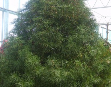 Japanese umbrella‑pine – Sciadopitys verticillata- Jardins du Monde be - dalgial, CC BY-SA 3.0, via Wikimedia Commons