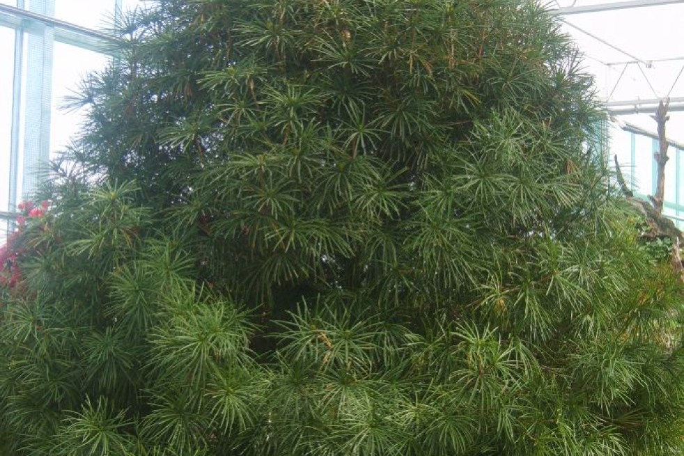 Japanse parasolden – Sciadopitys verticillata- Jardins du Monde be  - dalgial, CC BY-SA 3.0, via Wikimedia Commons