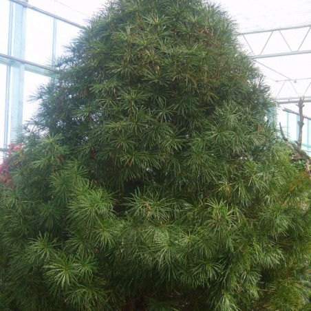 Japanse parasolden – Sciadopitys verticillata- Jardins du Monde be  - dalgial, CC BY-SA 3.0, via Wikimedia Commons