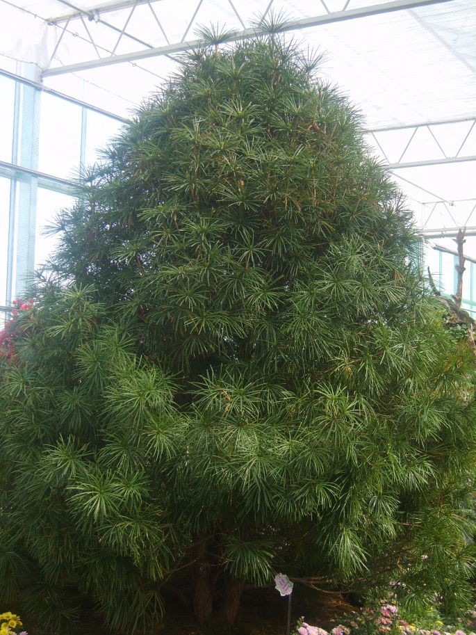 Japanese umbrella‑pine