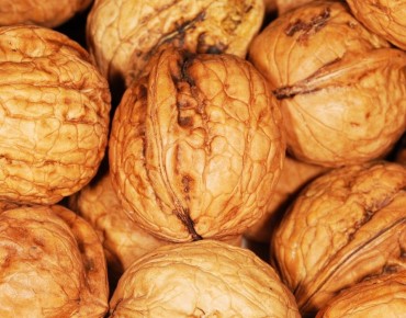 Walnut Chandler - Juglans regia Chandler - Jardins du Monde be
