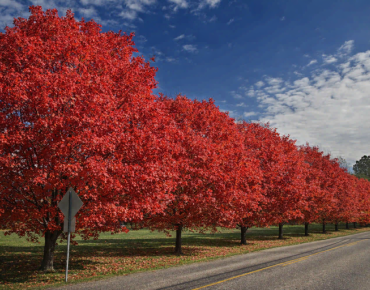 Red Maple 'Bumblebee'® - Acer rubrum 'Bumblebee'®
