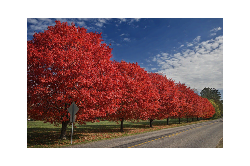 Red Maple 'Bumblebee'® - Acer rubrum 'Bumblebee'®