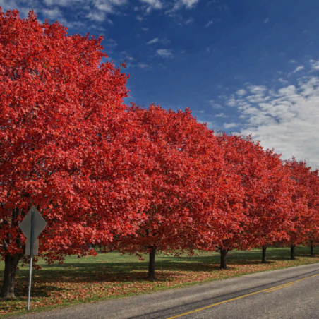 Érable rouge 'Bumblebee'® - Acer rubrum 'Bumblebee'®