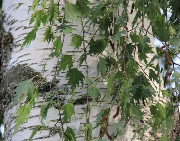 Betula pendula 'Crispa - Htm, CC BY-SA 4.0, via Wikimedia Commons