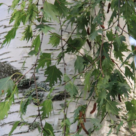 Betula pendula 'Crispa - Htm, CC BY-SA 4.0, via Wikimedia Commons
