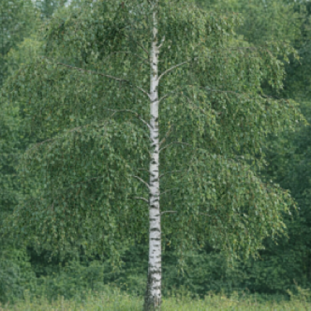 Bouleau blanc 'Crispa' - Betula pendula 'Crispa'