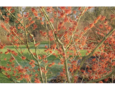 Witch hazel Robert - Hamamelis intermedia Robert - Jardins du Monde be