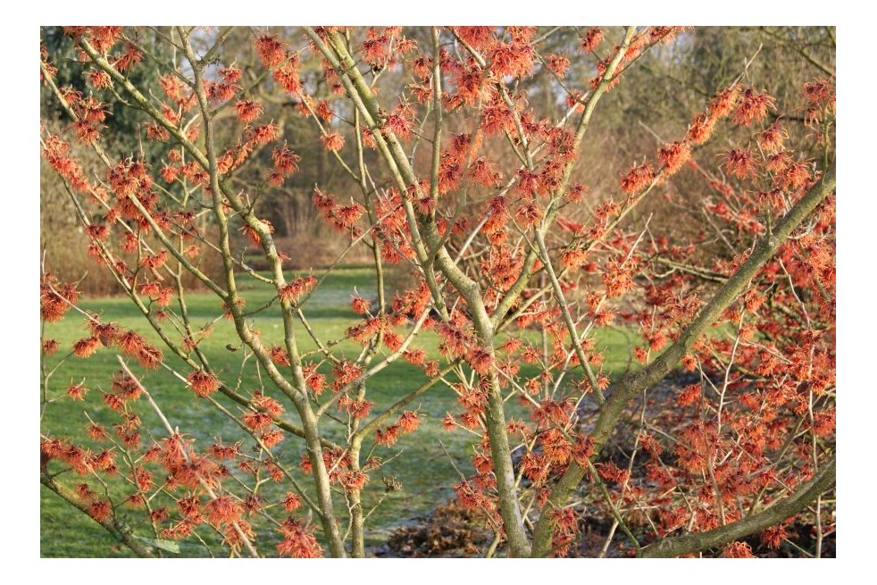 Witch hazel Robert - Hamamelis intermedia Robert - Jardins du Monde be
