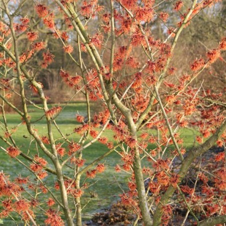Witch hazel Robert - Hamamelis intermedia Robert - Jardins du Monde be
