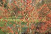 Noisetier des sorcières Robert - Hamamelis intermedia Robert - Jardins du Monde be