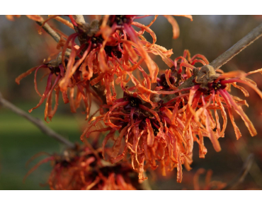 Noisetier des sorcières Robert - Hamamelis intermedia Robert - Jardins du Monde be