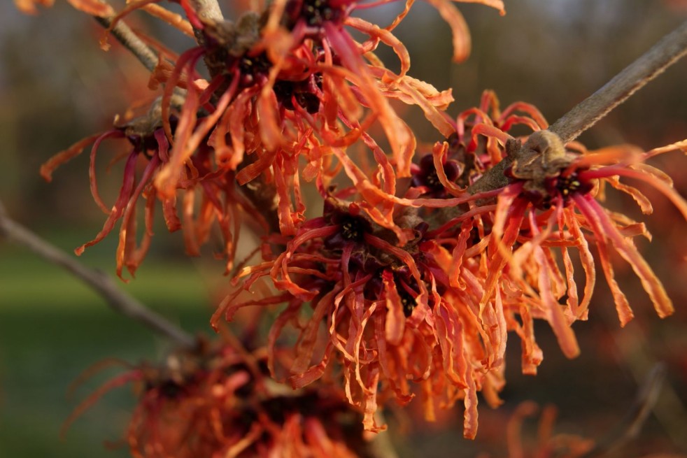 Toverhazelaar Robert - Hamamelis intermedia Robert - Jardins du Monde be