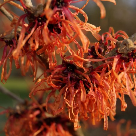 Zaubernuss Robert - Hamamelis intermedia Robert - Jardins du Monde be