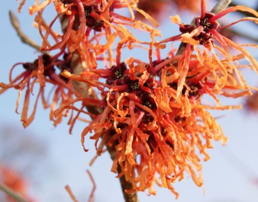 Noisetier des sorcières Robert - Hamamelis intermedia Robert - Jardins du Monde be
