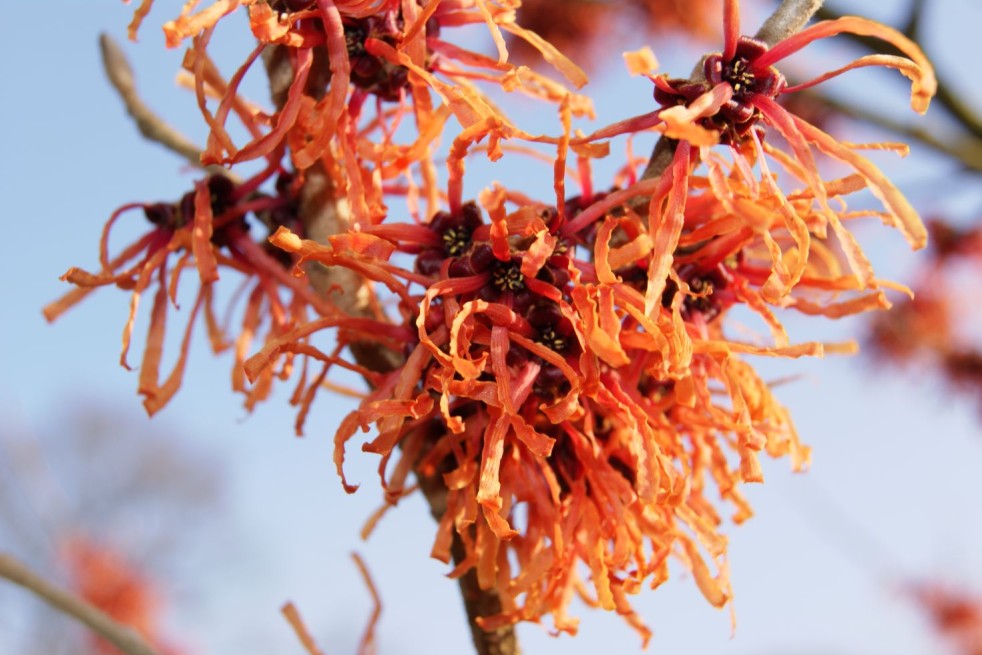 Toverhazelaar Robert - Hamamelis intermedia Robert - Jardins du Monde be