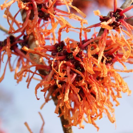 Toverhazelaar Robert - Hamamelis intermedia Robert - Jardins du Monde be