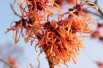 Noisetier des sorcières Robert - Hamamelis intermedia Robert - Jardins du Monde be