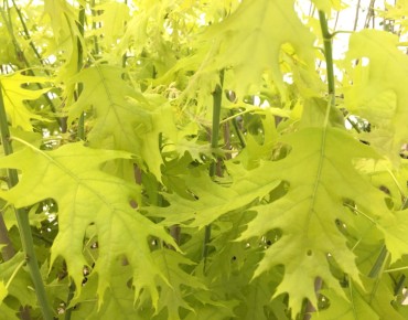 Northern red oak Boltes Gold - Quercus rubra Boltes Gold - Jardins du Monde be