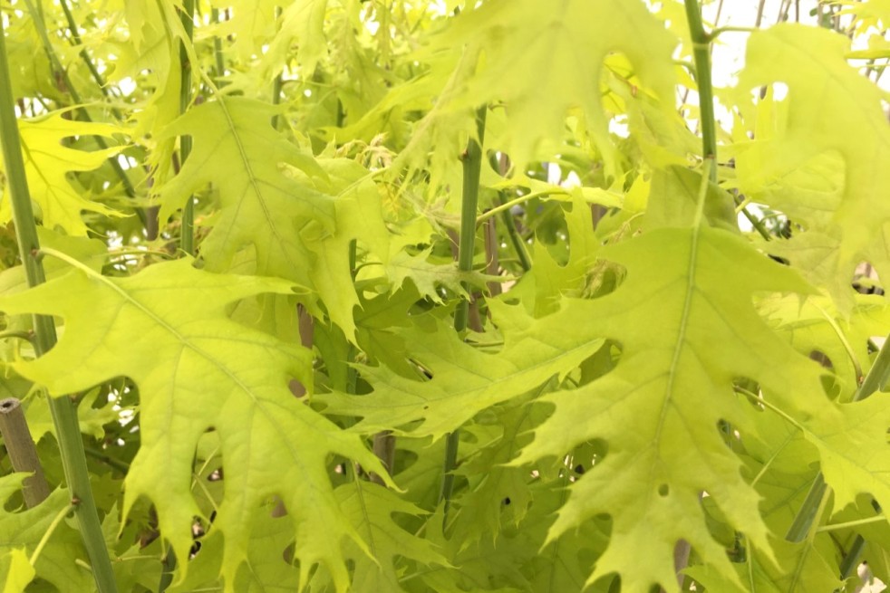 Chêne rouge d'Amérique Boltes Gold - Quercus rubra Boltes Gold - Jardins du Monde be