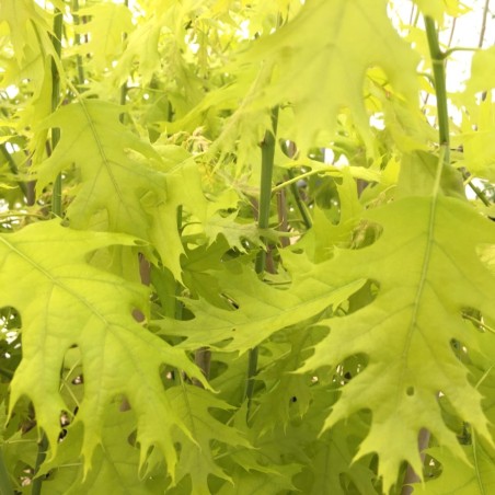 Northern red oak Boltes Gold - Quercus rubra Boltes Gold - Jardins du Monde be